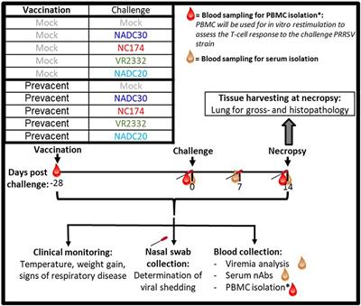 Heterologous vaccine immunogenicity, efficacy, and immune correlates of protection of a modified-live virus porcine reproductive and respiratory syndrome virus vaccine